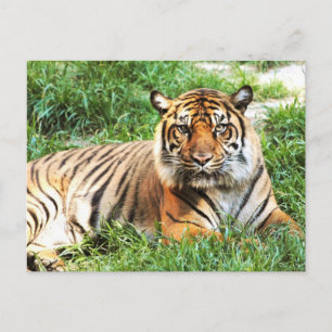 Tarjeta postal de fotografía del tigre de Bengala