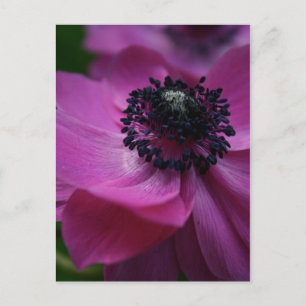 Tarjeta postal de fotografía floral de corazón neg