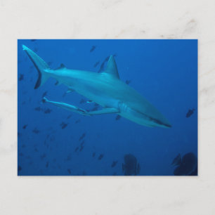 Tarjeta postal de fotografía submarina de tiburón