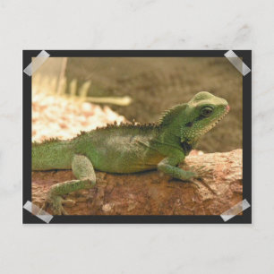 Tarjeta postal de fotos de la iguana