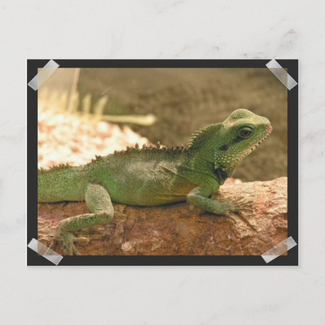 Tarjeta postal de fotos de la iguana (Anverso)