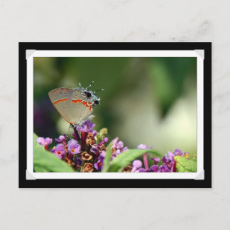 Tarjeta postal de fotos de mariposa en gris Hairst
