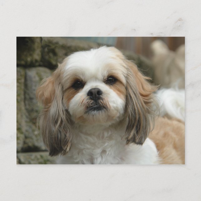 Tarjeta postal de Furface (Anverso)