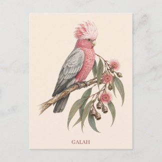 Tarjeta postal de Galah | Edición Bush