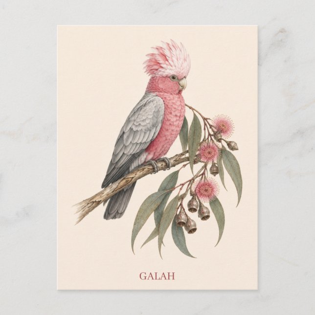 Tarjeta postal de Galah | Edición Bush (Anverso)