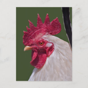 Tarjeta postal de gallo