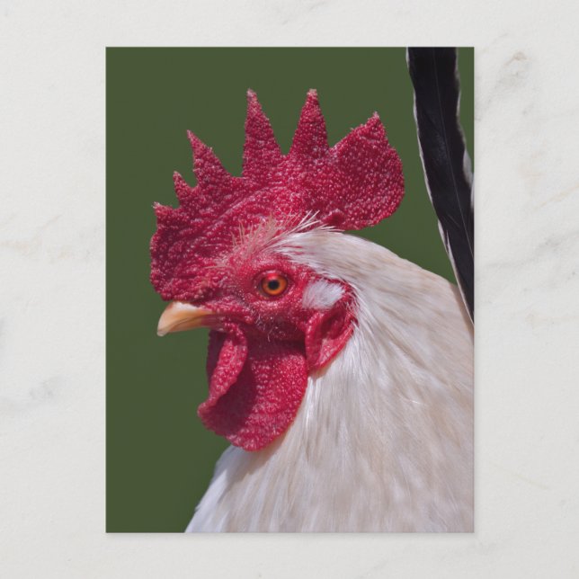 Tarjeta postal de gallo (Anverso)