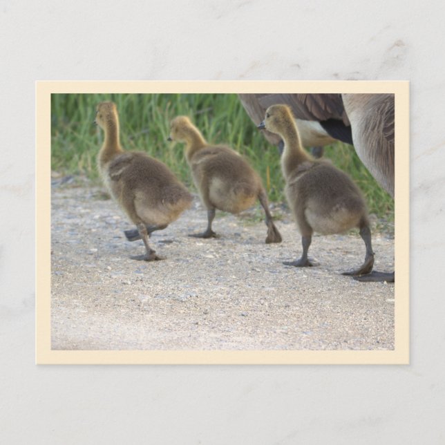 Tarjeta Postal de Gansos Bebés (Anverso)