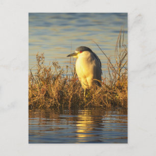 Tarjeta postal de Garza Nocturna Vida silvestre
