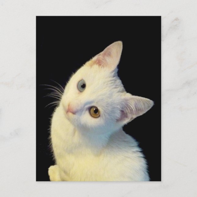 Tarjeta postal de gatito blanco lindo de Van turco (Anverso)