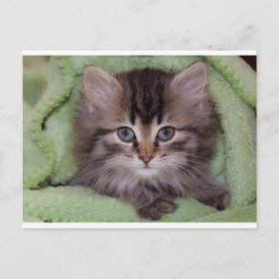 Tarjeta postal de gatito gris lindo en manta verde