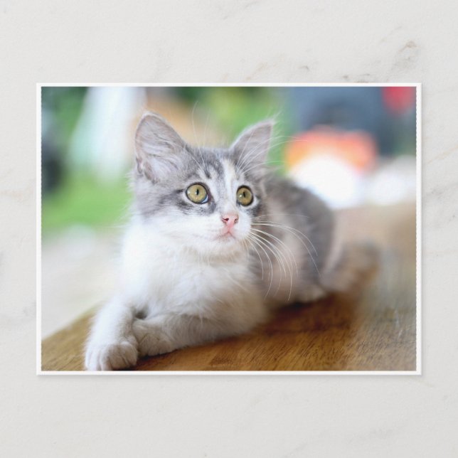 Tarjeta postal de gatito gris y blanco lindo (Anverso)