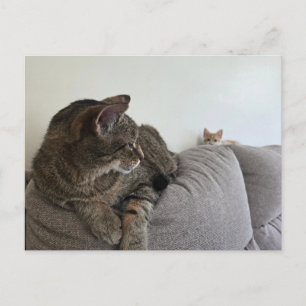 Tarjeta postal de gatito nuevo