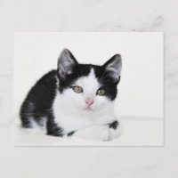 Tarjeta postal de gatito pensativo en blanco y neg