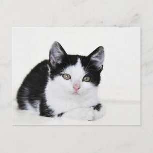 Tarjeta postal de gatito pensativo en blanco y neg