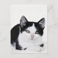 Tarjeta postal de gatito pensativo en blanco y neg