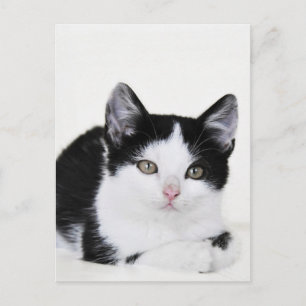 Tarjeta postal de gatito pensativo en blanco y neg