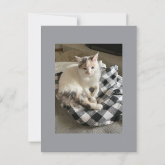 Tarjeta postal de gato