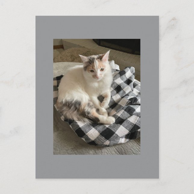 Tarjeta postal de gato (Anverso)