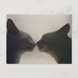 Tarjeta postal de gato