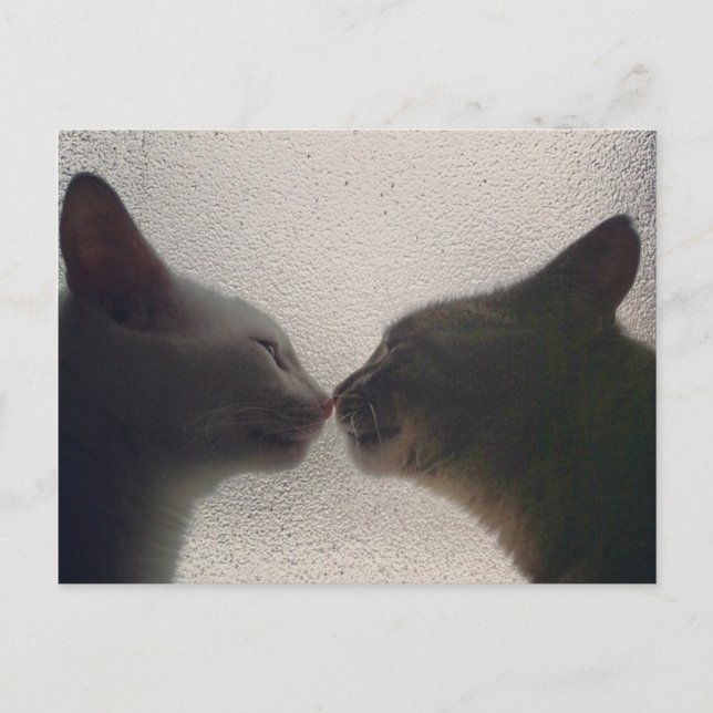 Tarjeta postal de gato (Anverso)