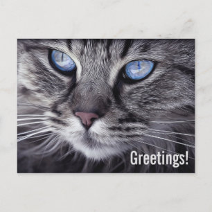 Tarjeta Postal de Gato Adorable Tarjeta Postal