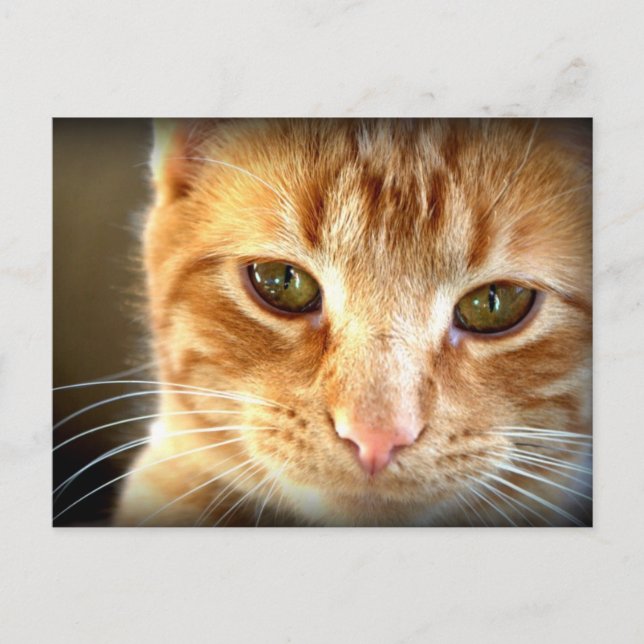 Tarjeta postal de gato atigrado amarillo (Anverso)