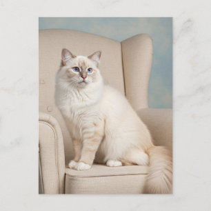 Tarjeta postal de gato blanco lindo ojos azules