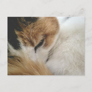 Tarjeta postal de gato calicó acogedor