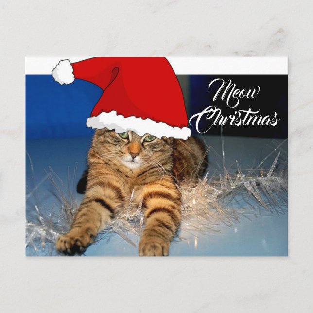 Tarjeta postal de gato de Navidad adorable con sal (Anverso)