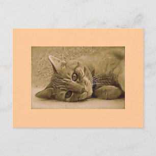 Tarjeta postal de gato de Tabby naranja
