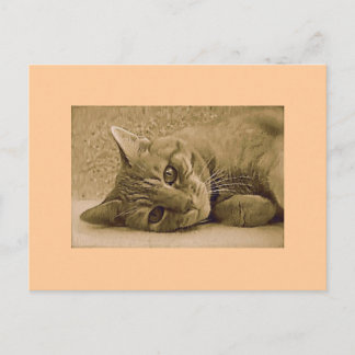 Tarjeta postal de gato de Tabby naranja