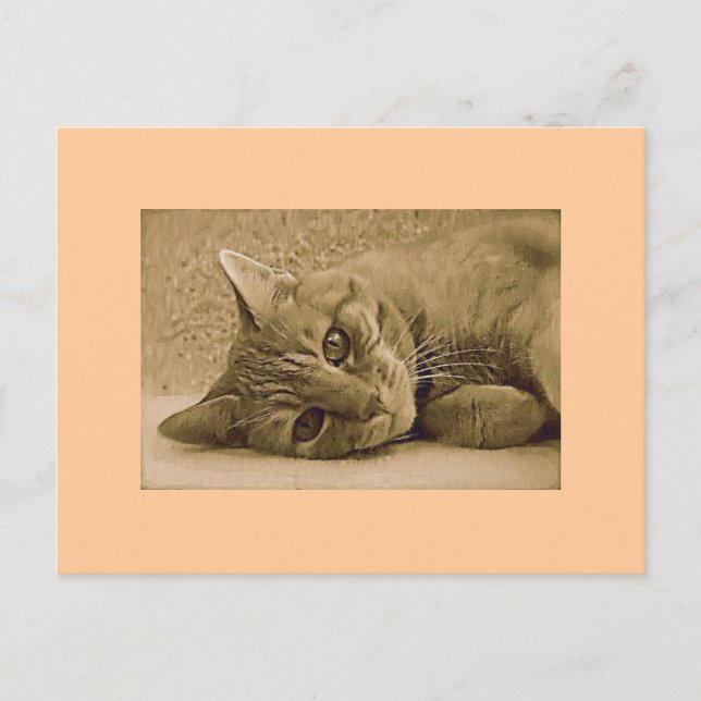 Tarjeta postal de gato de Tabby naranja (Anverso)