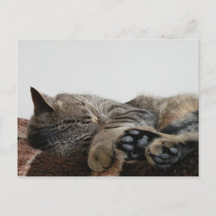 Tarjeta postal de gato durmiente