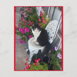 Tarjeta postal de gato esmoquin lindo con flores b