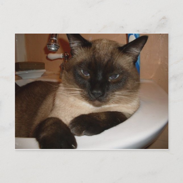 Tarjeta postal de gato siamés en fregadero (Anverso)