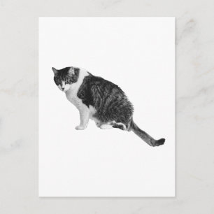 Tarjeta Postal de Gato Sombreado Comparte Calma Am