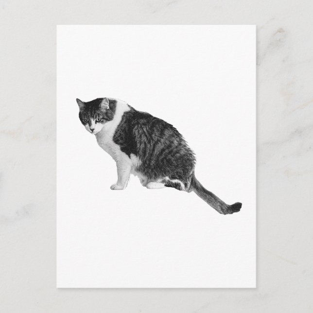 Tarjeta Postal de Gato Sombreado Comparte Calma Am (Anverso)