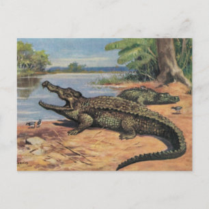 Tarjeta postal de Gator Beach
