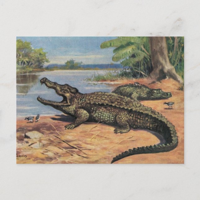 Tarjeta postal de Gator Beach (Anverso)