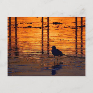 Tarjeta postal de gaviota colorida al atardecer