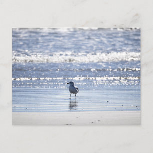 Tarjeta postal de gaviota en el océano