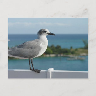 Tarjeta postal de gaviota en paraíso