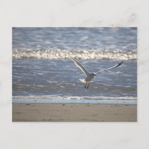 Tarjeta postal de gaviota volando