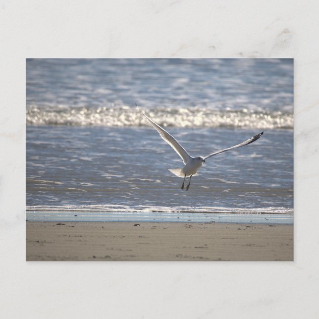 Tarjeta postal de gaviota volando (Anverso)
