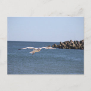 Tarjeta postal de gaviota volando