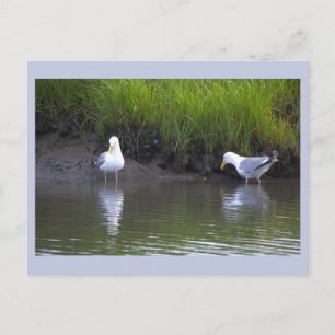Tarjeta postal de gaviotas