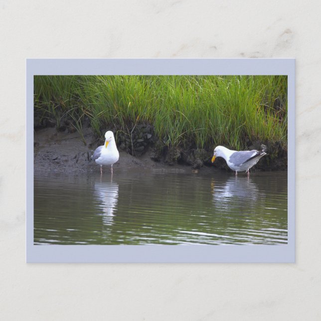 Tarjeta postal de gaviotas (Anverso)