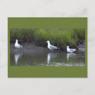 Tarjeta postal de gaviotas