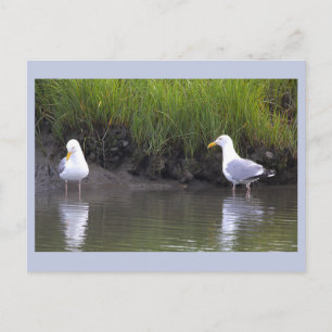 Tarjeta postal de gaviotas